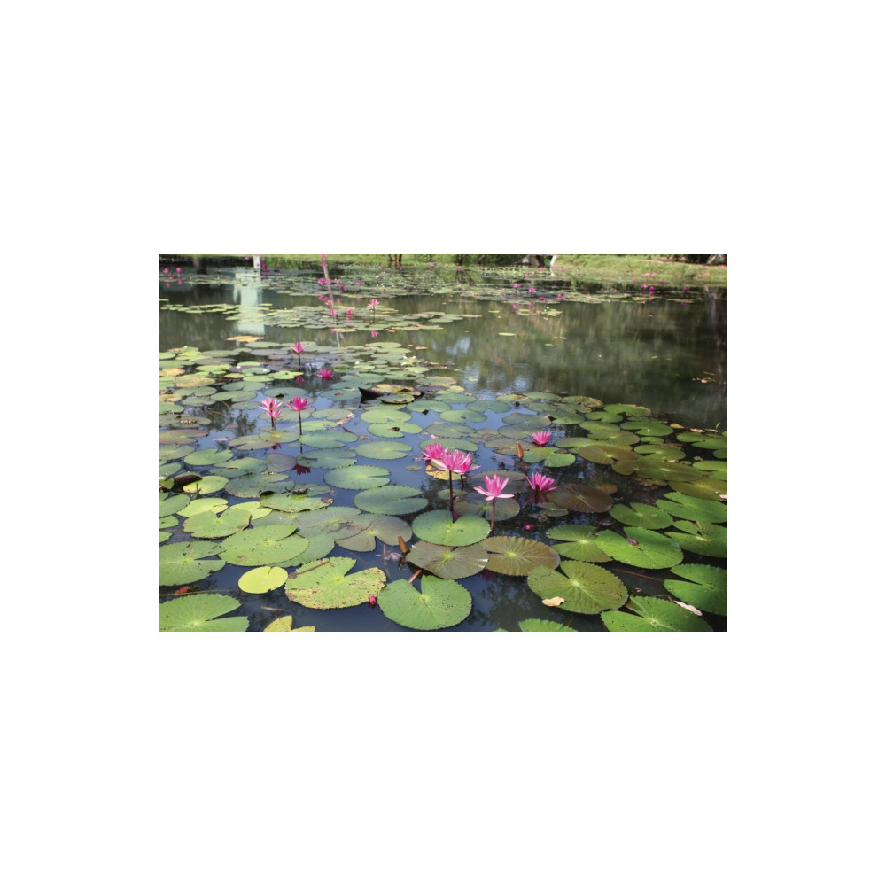 Produktbild för Gardens of Sri Lanka (inbunden, eng)