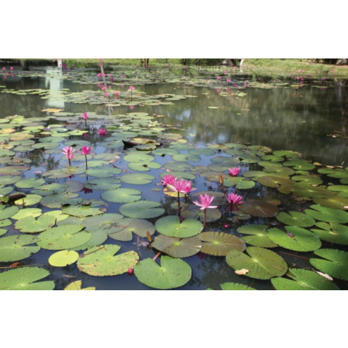 Silvana Gardens of Sri Lanka (inbunden, eng)