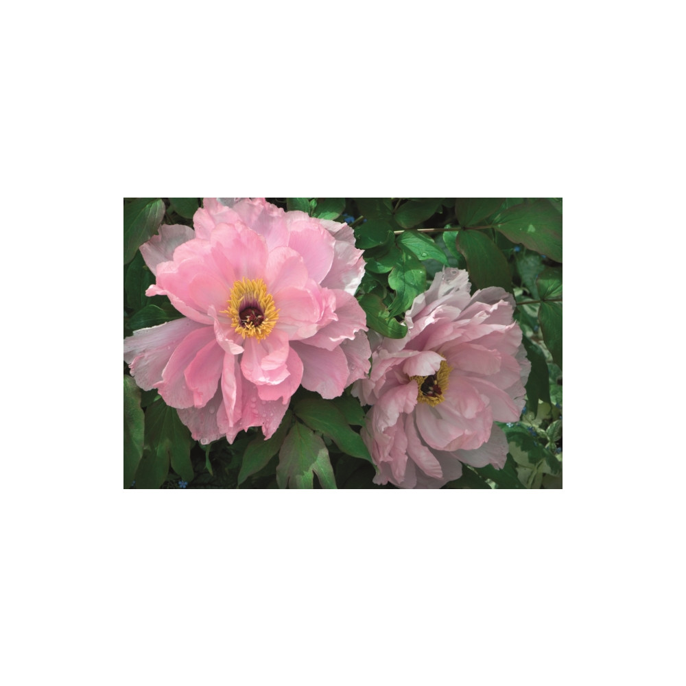 Produktbild för Memo Block - Peony (inbunden, eng)