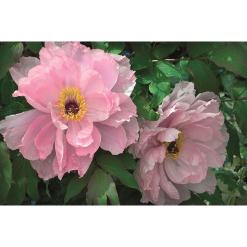 Anness publishing Memo Block - Peony (inbunden, eng)