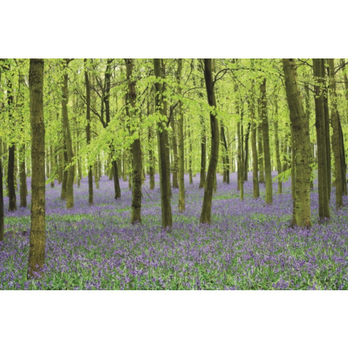 Anness publishing Memo Block - Bluebells (inbunden, eng)