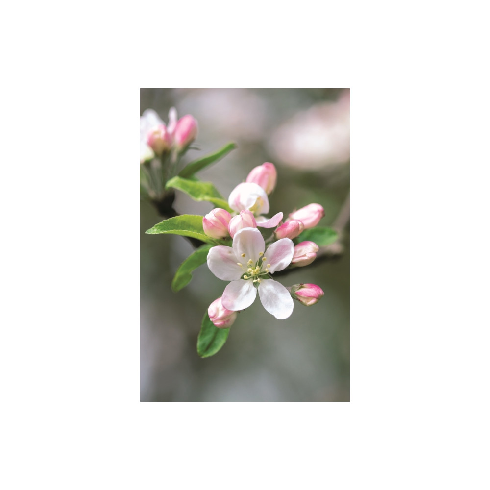 Produktbild för Memo Block - Apple Blossom (inbunden, eng)