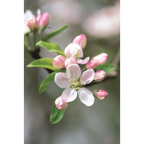 Anness publishing Memo Block - Apple Blossom (inbunden, eng)