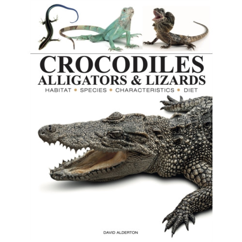 Amber Books Ltd Crocodiles, Alligators & Lizards (häftad, eng)