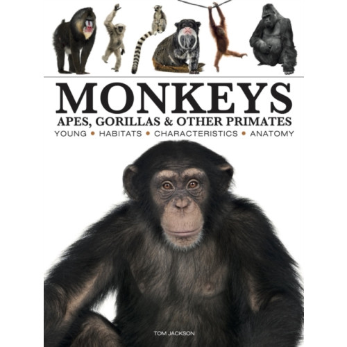 Amber Books Ltd Monkeys (häftad, eng)