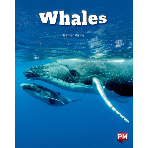 SCHOLASTIC LTD Whales Level 24 X6 (häftad, eng)