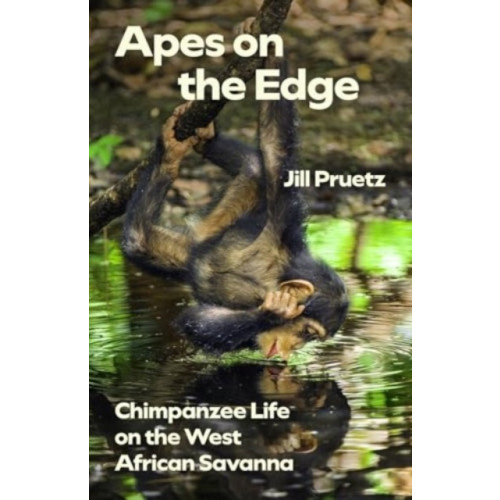 The university of chicago press Apes on the Edge (häftad, eng)