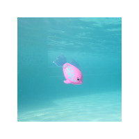 Produktbild för Rainbow Reef Fish