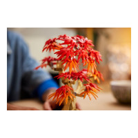 Produktbild för LEGO Botanicals 10348 - Japansk röd lönn bonsaiträd - byggsats