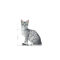 Produktbild för Royal Canin Indoor Sterilized, Vuxen, Alla raser, Kött, 12x8...