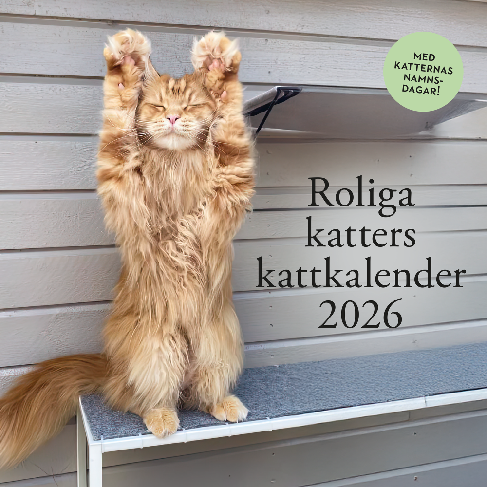 Produktbild för Roliga katters kattkalender 2026 (bok, spiral)