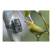 Produktbild för Technaxx Mini Nature Wild Cam TX-117 - kamerafälla