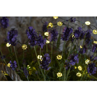 Produktbild för Sirius Silk Ljuskedja Miniblommor
