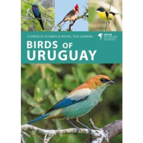 Bloomsbury Publishing PLC Birds of Uruguay (häftad, eng)