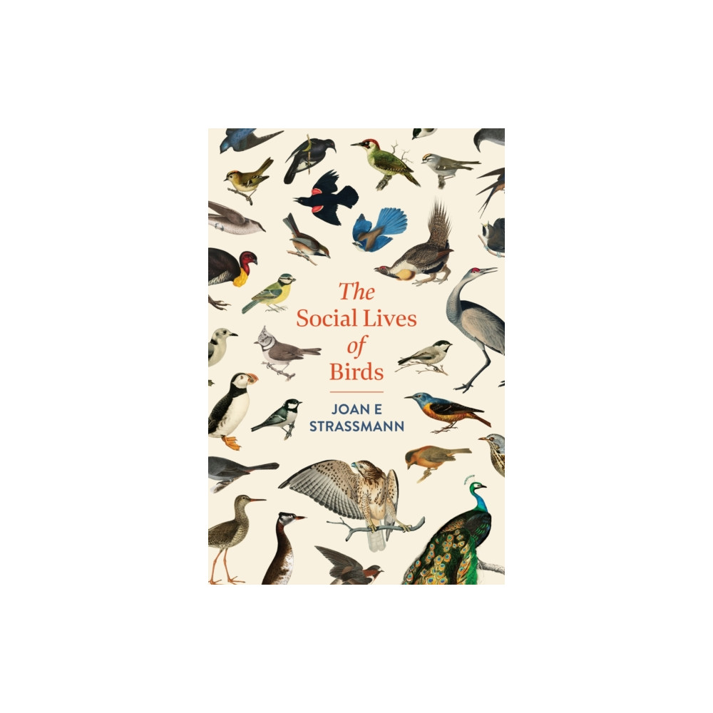 Produktbild för The Social Lives of Birds (inbunden, eng)