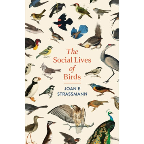 Headline Publishing Group The Social Lives of Birds (inbunden, eng)