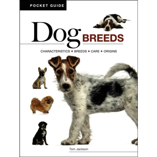 Amber Books Ltd Dog Breeds (häftad, eng)