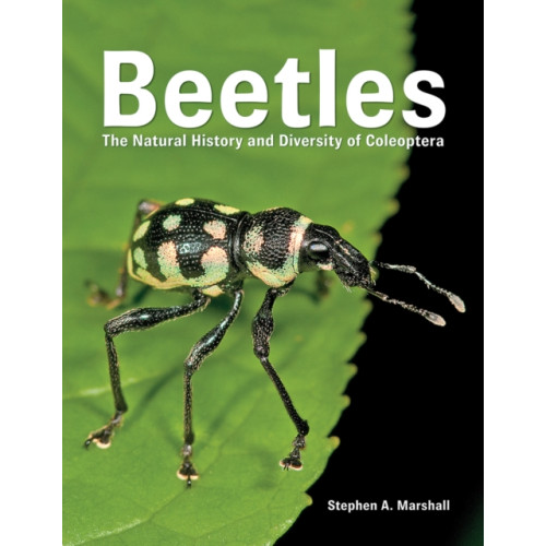 Firefly Books Ltd Beetles (inbunden, eng)
