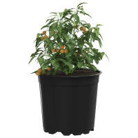 Produktbild för Blomkruka 200 pcs Svart Ø 15 x 13 cm Plast