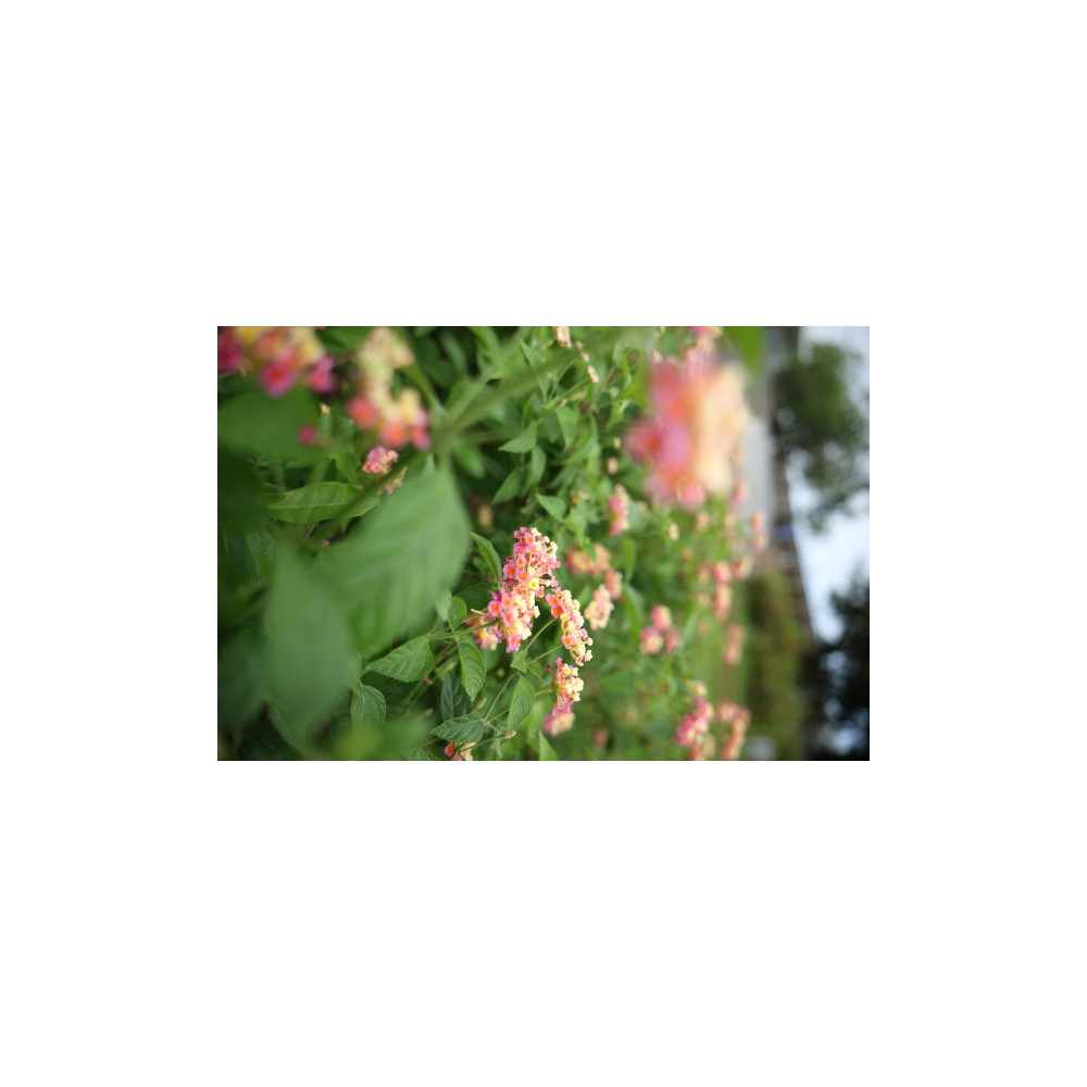 Produktbild för Canon RF zoomlins - 28 mm - 70 mm