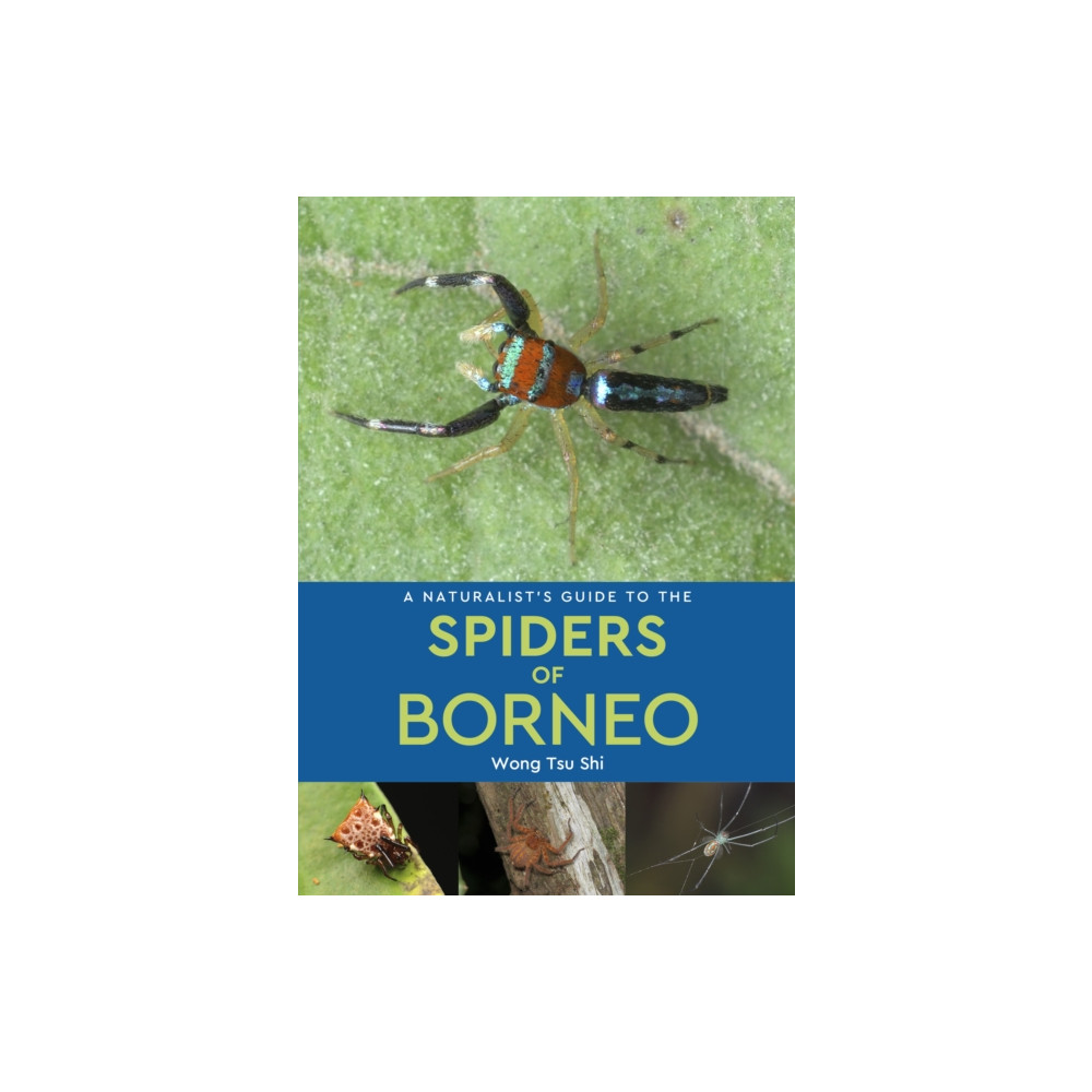 Produktbild för A Naturalist's Guide to the Spiders of Borneo (häftad, eng)
