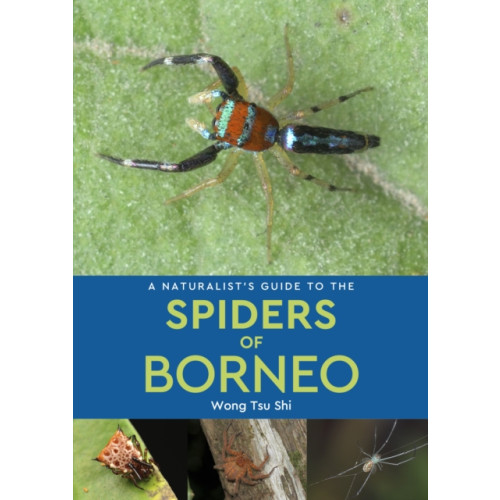 John Beaufoy Publishing Ltd A Naturalist's Guide to the Spiders of Borneo (häftad, eng)