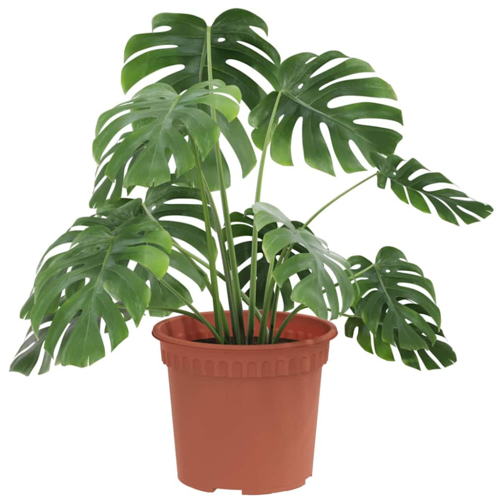 Produktbild för Rund Blomkruka 6 pcs Murgrön Ø 12,5 x 10 cm Plast