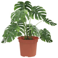 Produktbild för Rund Blomkruka 6 pcs Murgrön Ø 12,5 x 10 cm Plast
