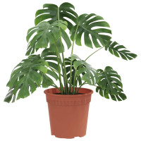Produktbild för Rund Blomkruka 6 pcs Murgrön Ø 17 x 14 cm Plast