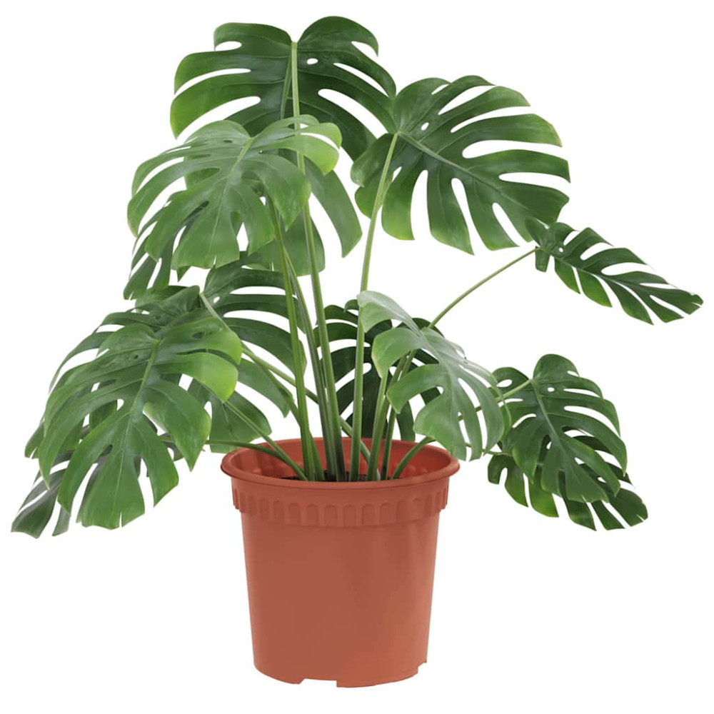 Produktbild för Rund Blomkruka 24 pcs Murgrön Ø 15 x 12 cm Plast