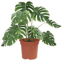 Produktbild för Rund Blomkruka 24 pcs Murgrön Ø 15 x 12 cm Plast