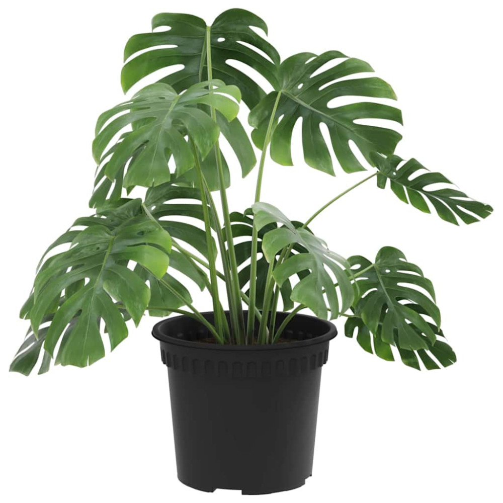 Produktbild för Rund Blomkruka 24 pcs Svart Ø 12,5 x 10 cm Plast