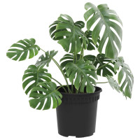 Produktbild för Rund Blomkruka 24 pcs Svart Ø 15 x 12 cm Plast