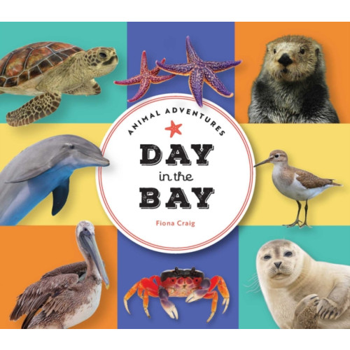 The Collective Book Studio Animal Adventures: Day in the Bay (bok, board book, eng)