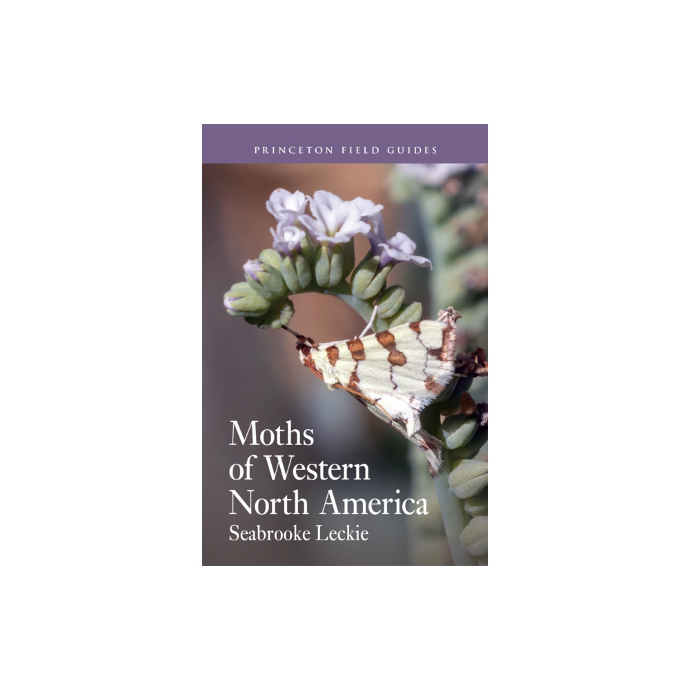 Produktbild för Moths of Western North America (häftad, eng)