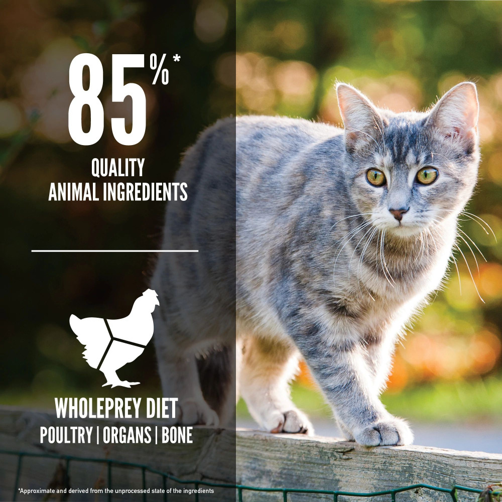 Produktbild för Original Cat Torrfoder för katt 17kg