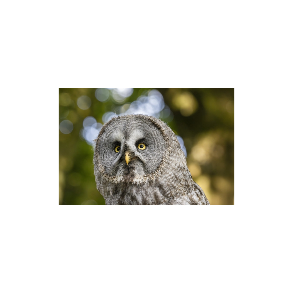 Produktbild för Canon RF telezoomobjektiv - 200 mm - 800 mm