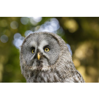 Produktbild för Canon RF telezoomobjektiv - 200 mm - 800 mm
