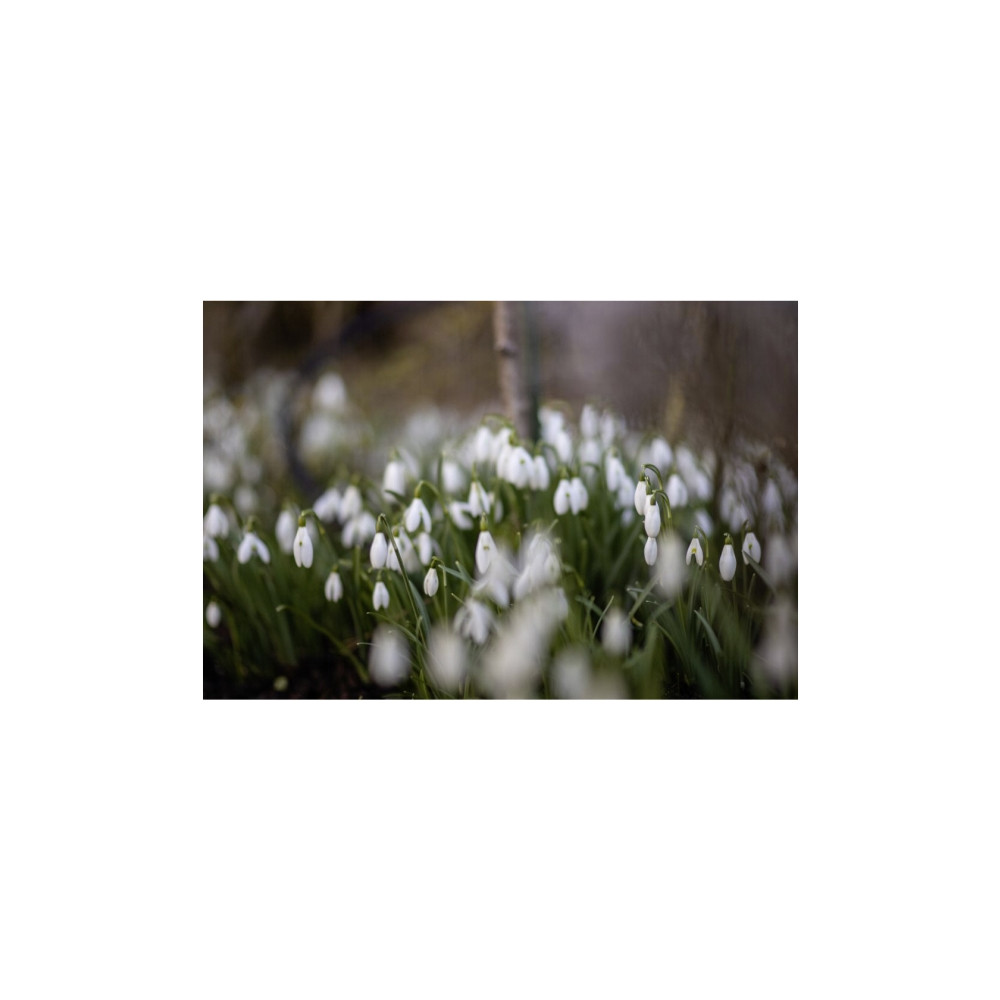 Produktbild för Samyang MF teleobjektiv - 85 mm
