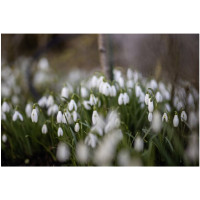 Produktbild för Samyang MF teleobjektiv - 85 mm