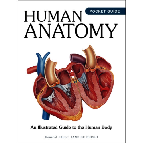 Amber Books Ltd Human Anatomy (häftad, eng)
