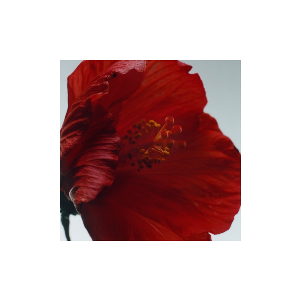 Produktbild för Jo Malone Red Hibiscus Eau de Cologne Intense 100 ml (unisex...