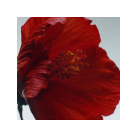 Produktbild för Jo Malone Red Hibiscus Eau de Cologne Intense 100 ml (unisex...