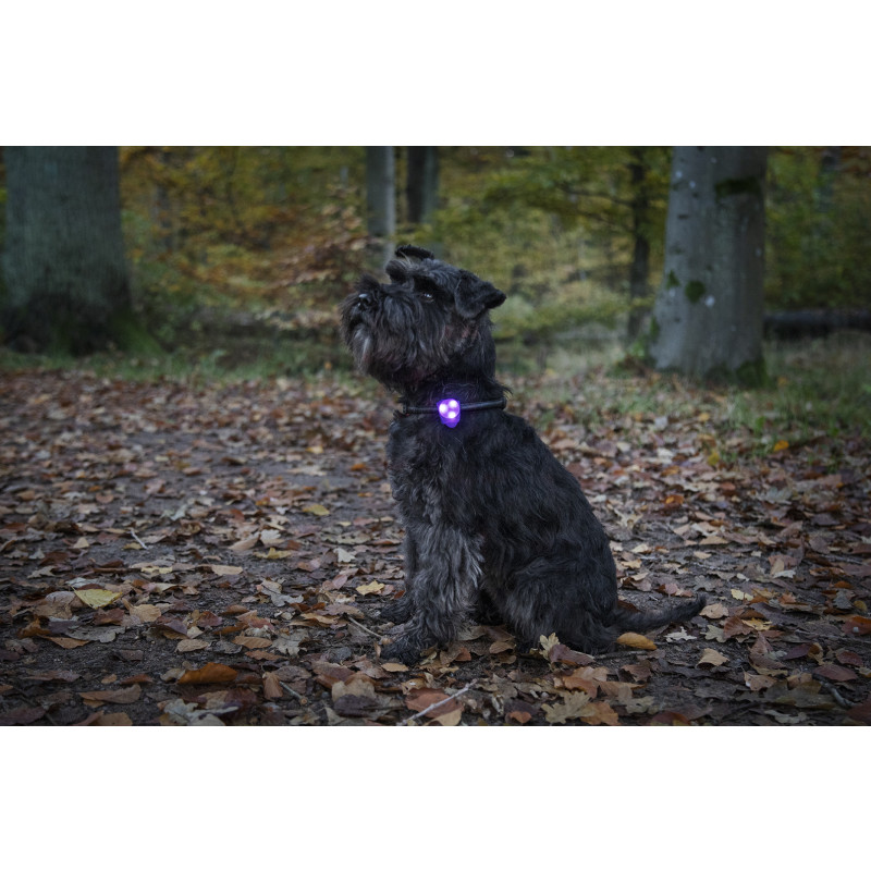 Produktbild för Dogman Blinklampa Basic LED Lila 8cm
