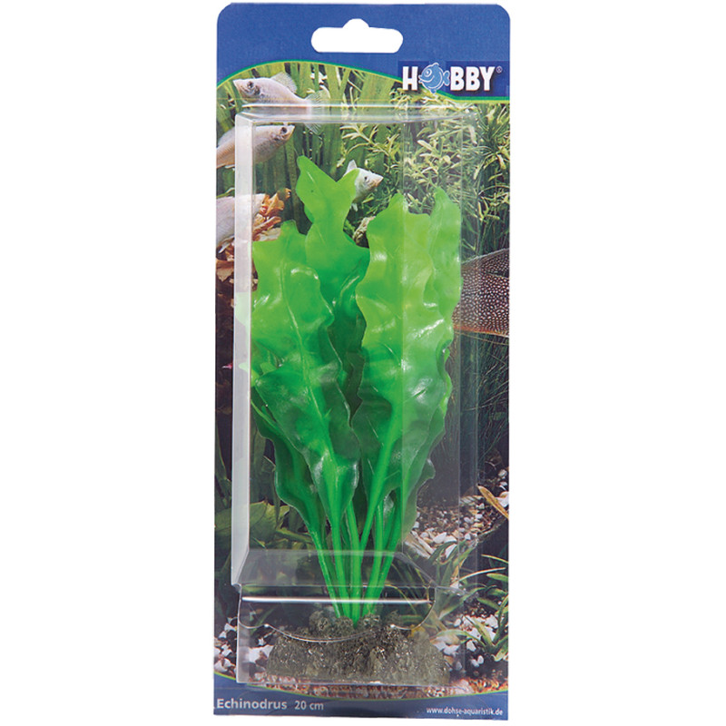 Produktbild för Hobby Dekorväxt Echinodrus Grön 20cm