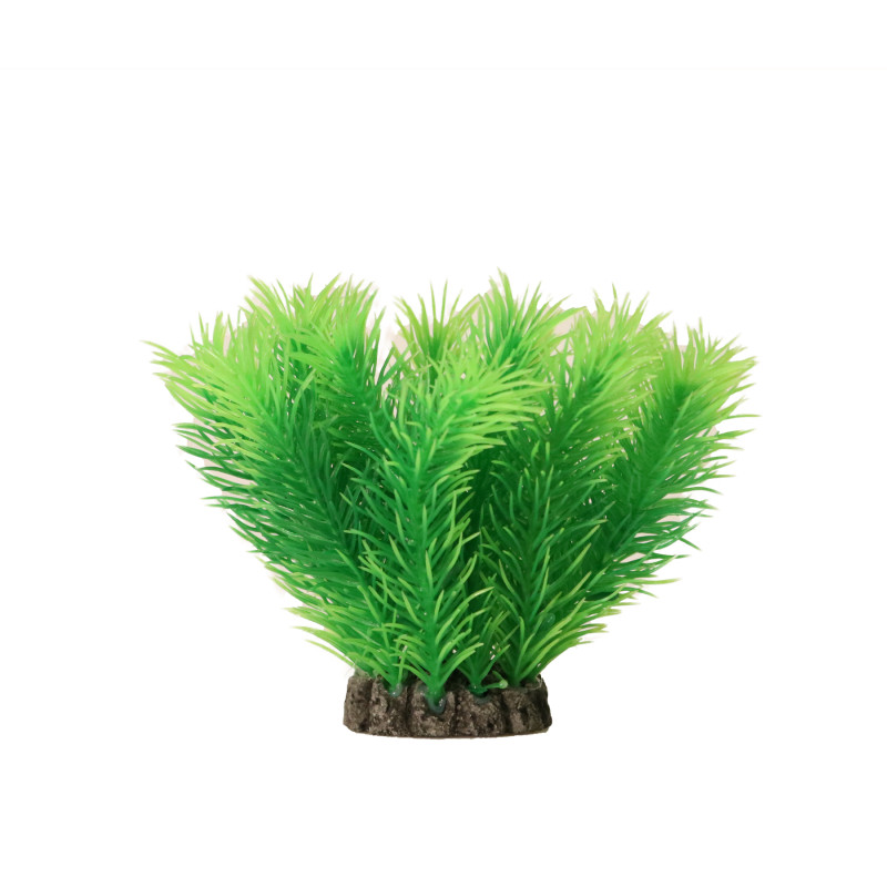 Produktbild för Aquael Dekorväxt Mayaca Grön S 10cm Vihreä