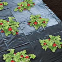 Miniatyr av produktbild för Nature Markduk för jordgubbar 1,4x20 m 6030231