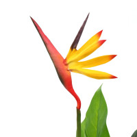 Miniatyr av produktbild för Konstväxt papegojblomma 66 cm